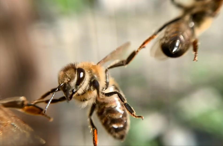 Un- BEE- lievable!